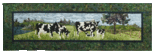 Holstein-Ahead