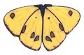 JABC-1142-Yellow-Butterfly